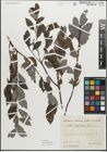 Foto von Salix myrsinifolia Salisb.